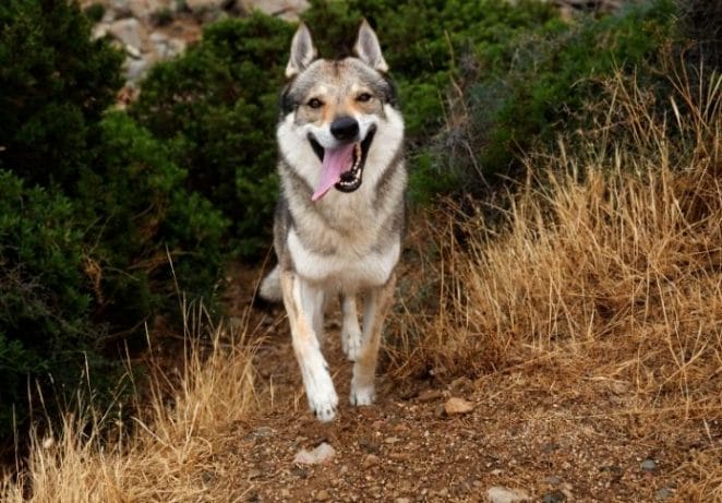 Female Wolf Dog Names