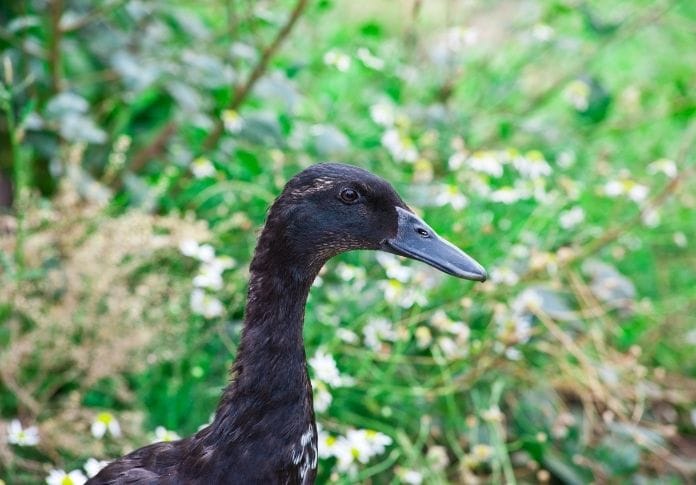 Funny Black Duck Names