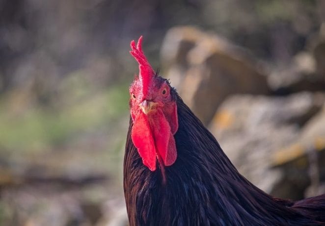 Funny Black Roosters Names