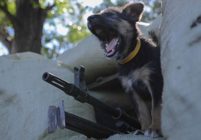 Gun Names For Male Dogs