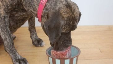 How ZENOO's Freeze-Dried Dog Food Can Help Dogs Diet in the UK
