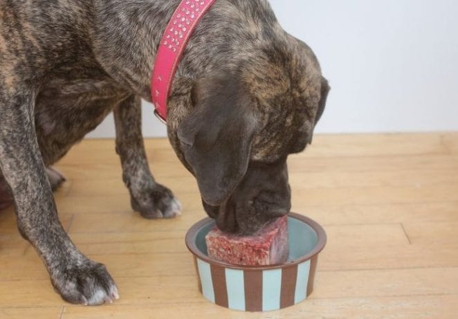 How ZENOO's Freeze-Dried Dog Food Can Help Dogs Diet in the UK