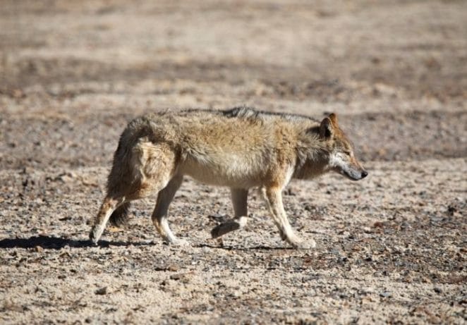 Indian Wolf Names With Meanings