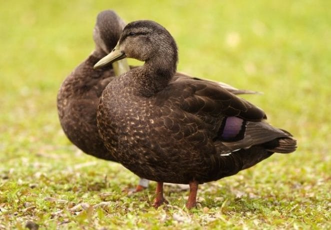 Male Black Duck Names