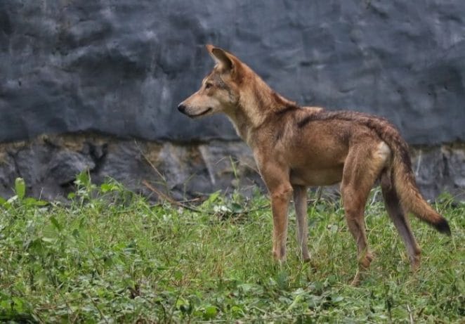 Male Indian Wolf Names