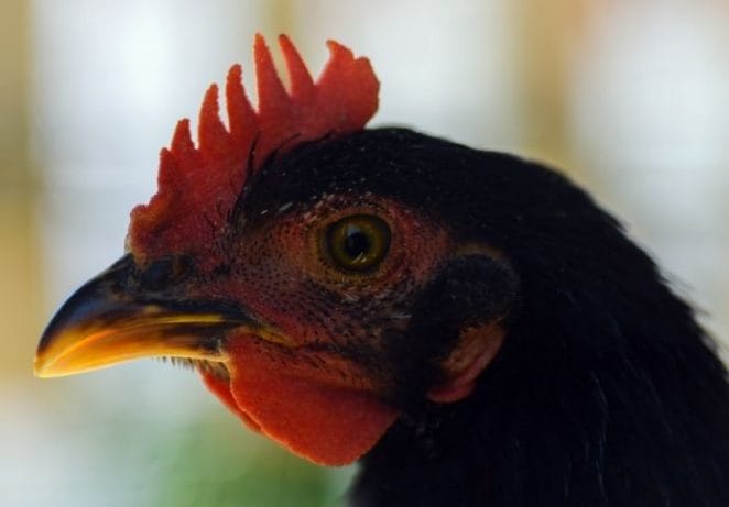 Male Names For Black Roosters