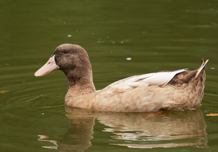 Male Names for Your Yellow Duck