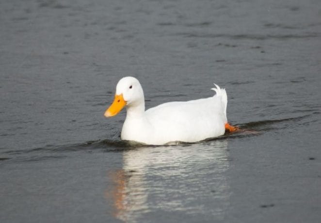 Male Names for a White Duck
