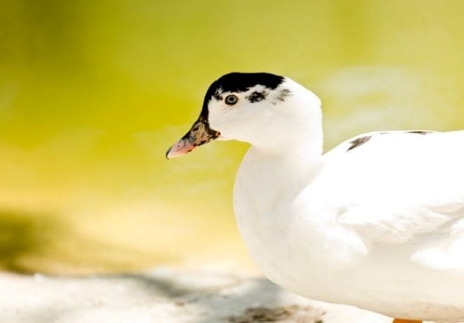 Names for White Ducks with Black Spots