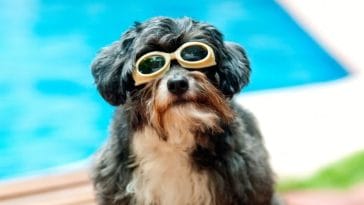 The Best Boho Dog Names - Over 200 Inspirational Dog Name Ideas