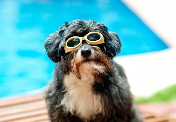 The Best Boho Dog Names - Over 200 Inspirational Dog Name Ideas