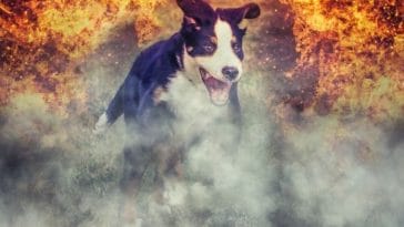 The Best Fire Dog Names - 100+ Names Inspired by 'Fire'