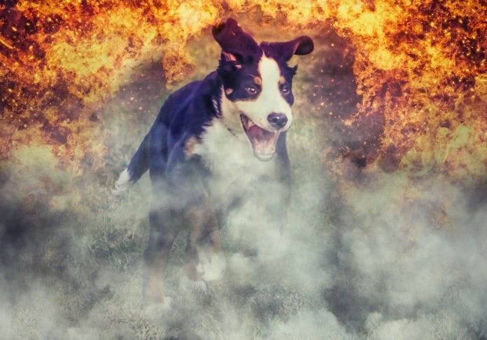 The Best Fire Dog Names - 100+ Names Inspired by 'Fire'
