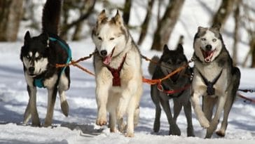 The Best Sled Dog Names - 100+ Ideas for Your Fur-ocious Friends