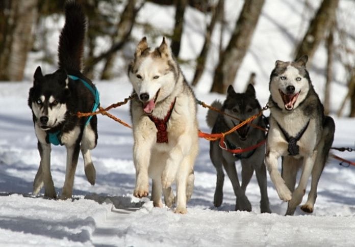 The Best Sled Dog Names - 100+ Ideas for Your Fur-ocious Friends