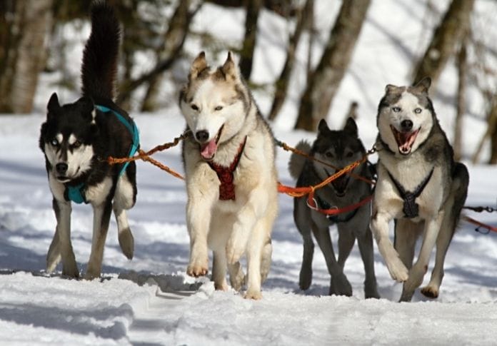 The Best Sled Dog Names 100 Ideas For Your Fur ocious Friends The Best Sled Dog Names 100 Ideas For Your Fur ocious Friends