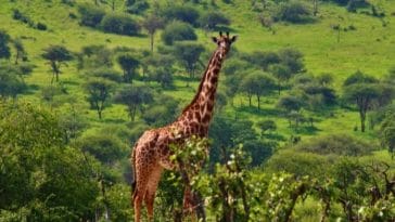 The Top 10 Tallest Animals in the World