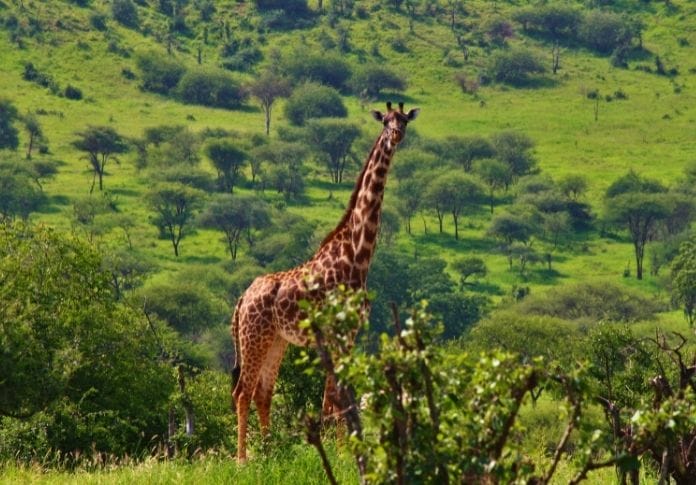 The Top 10 Tallest Animals in the World The Top 10 Tallest Animals in the World