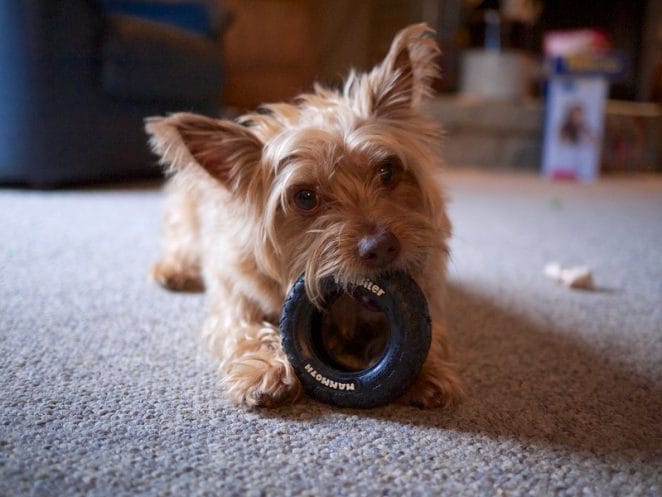 Tire-dog-Toy