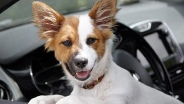 Top 10 Dog Breeds With Low Prey Drive - Perfect for Families with Kids