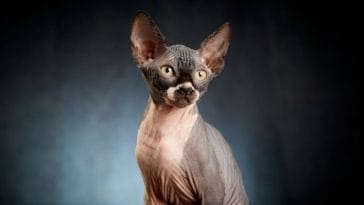 Top 8 Hairless Animals You'll Love - Trending Animals Without Hair