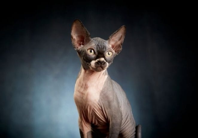 Top 8 Hairless Animals You'll Love - Trending Animals Without Hair