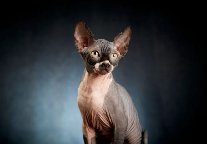 Top 8 Hairless Animals You'll Love: Trending Animals Without Hair Top 8 Hairless Animals You'll Love: Trending Animals Without Hair