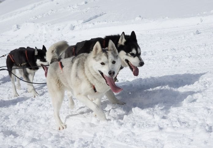 eskimo-sled-dog-names-sled-gang