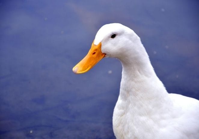 Unique Names for White Ducks