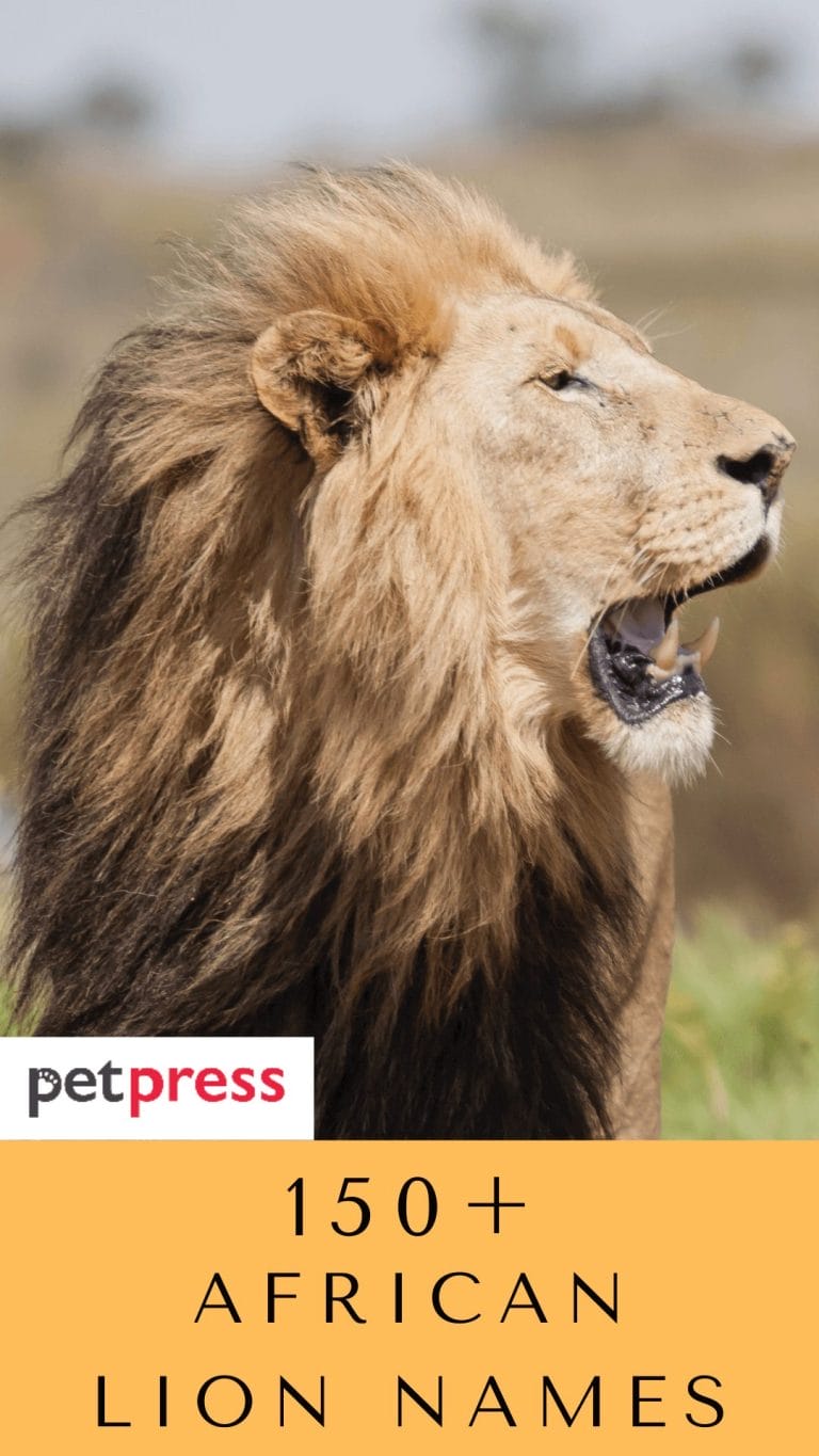 Unique African Lion Names Male