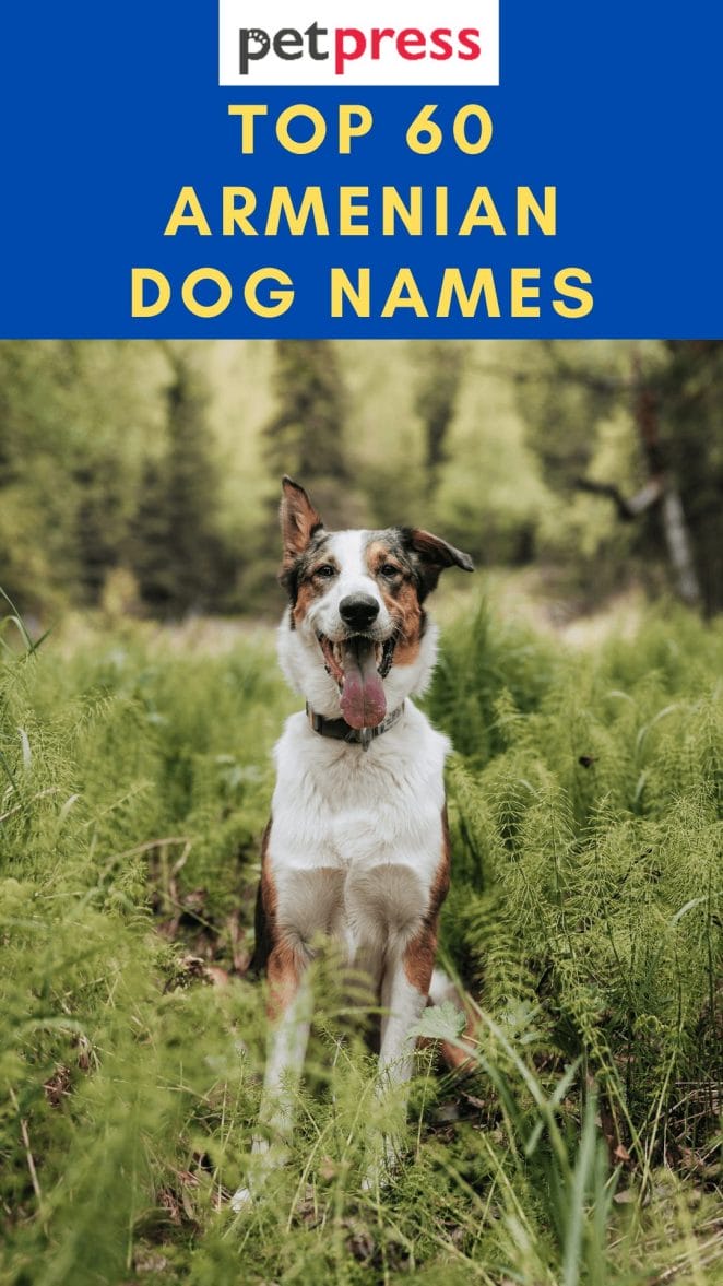 armenian-dog-names