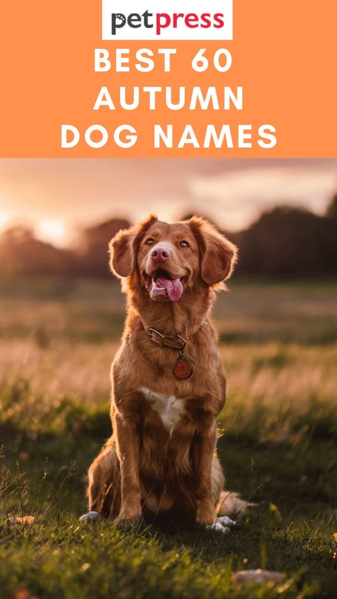 Best 60 Autumn Inspired Dog Names For Both Male And Female Puppies Best 60 Autumn Inspired Dog Names For Both Male And Female Puppies
