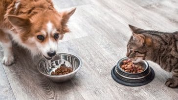 best pet feeding printables