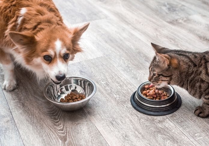 The 6 Best Pet Feeding Printables: A Guide to Feeding Your Pet