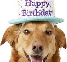 birthday-cake-dog-hat