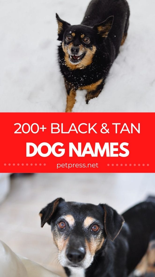 black and tan dog names