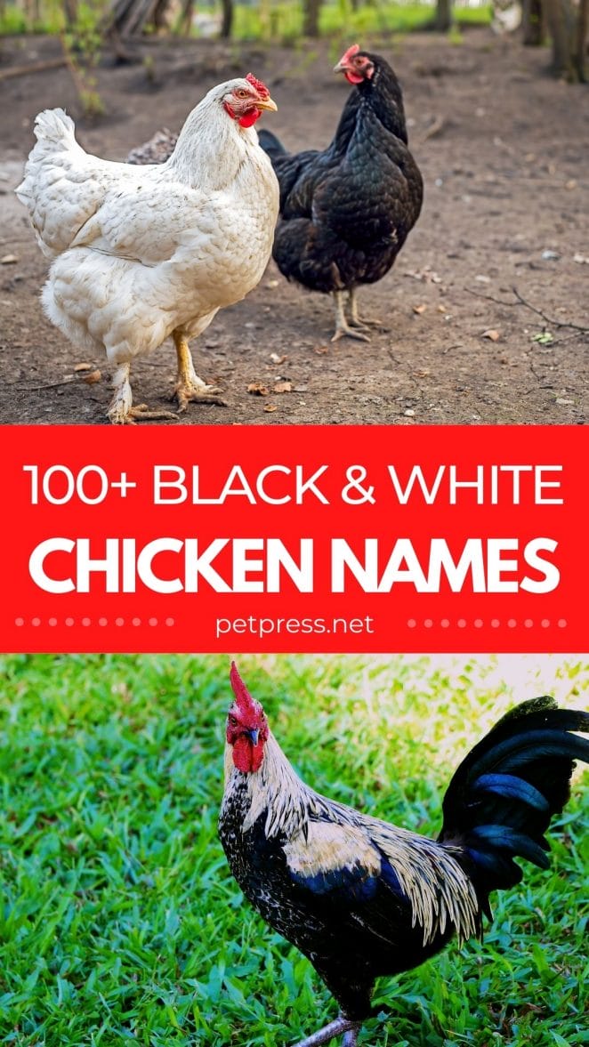 black and white chicken names