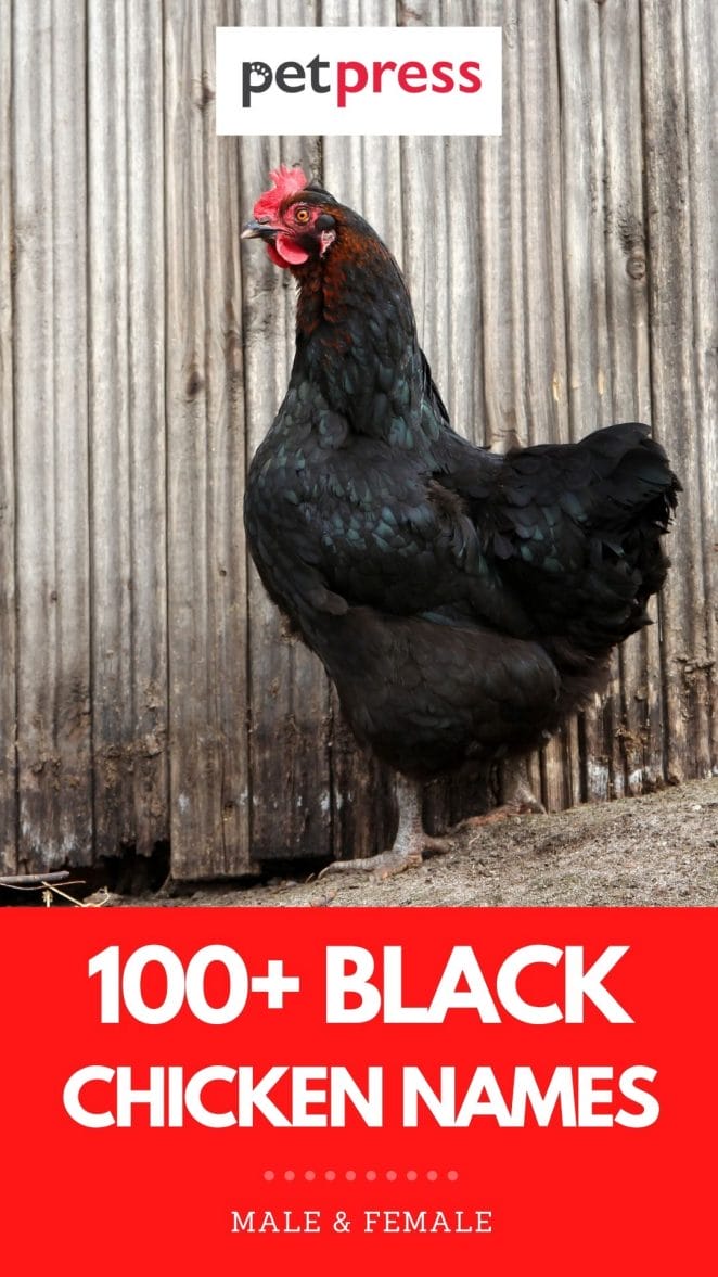 black chicken names