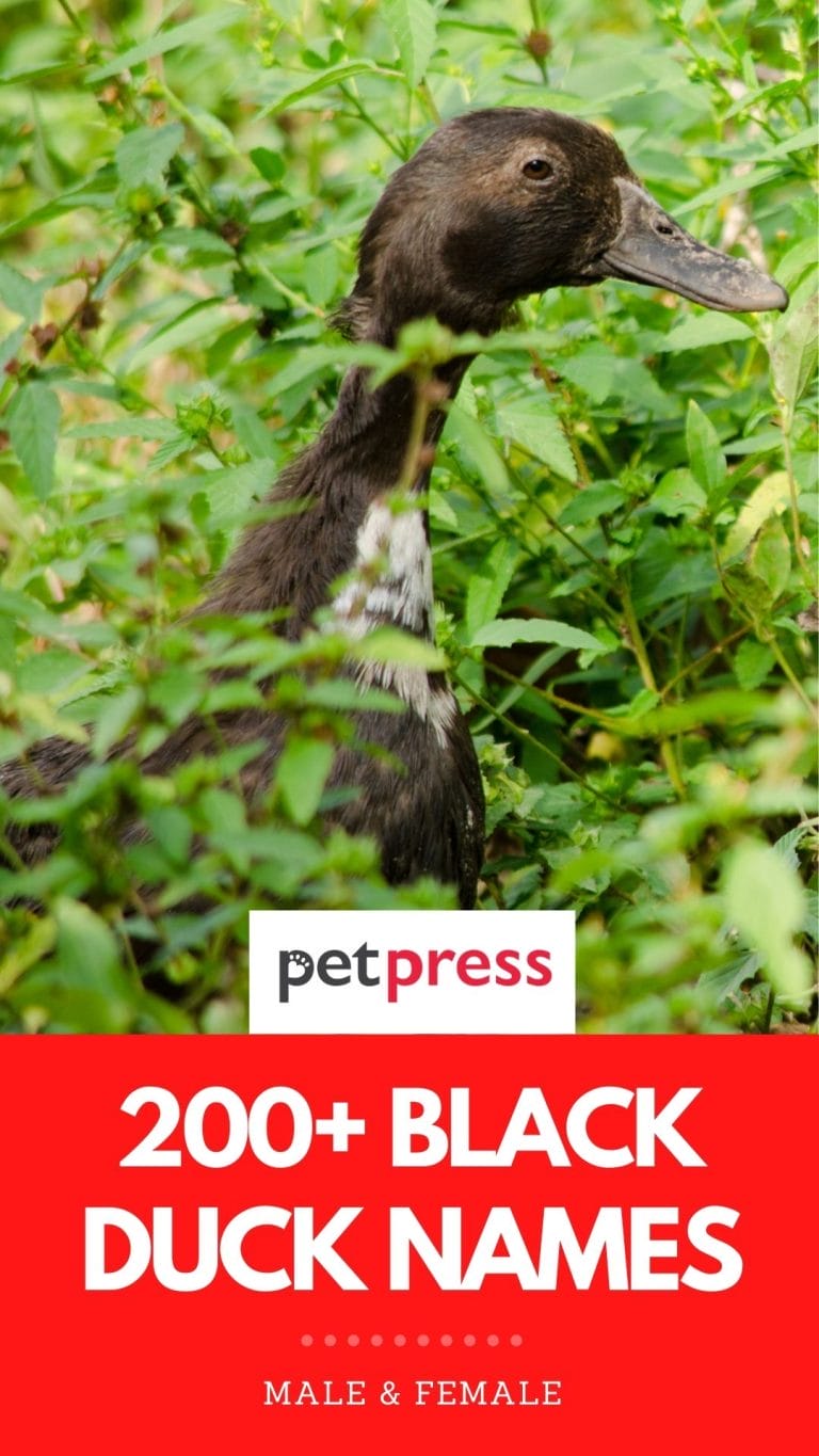 200-best-black-duck-names-names-for-a-black-duck