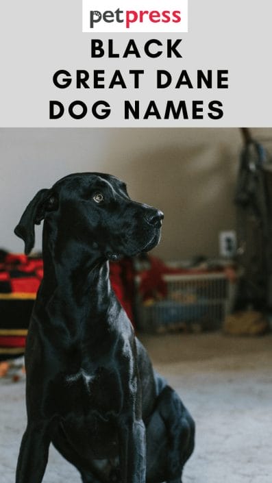130 Black Great Dane Dog Names For Your Fierce Great Dane Dogs