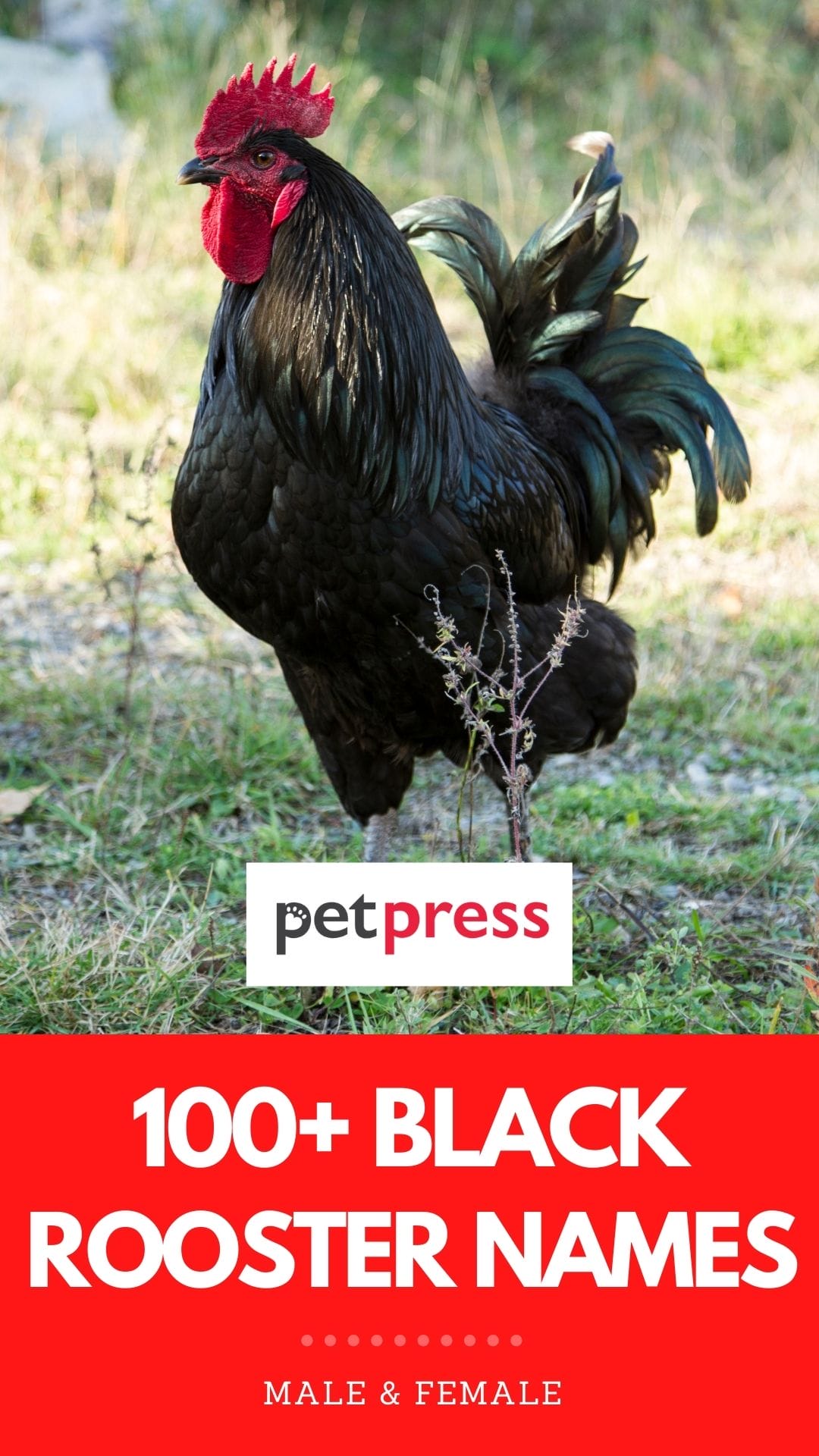 100+ Best Black Rooster Names Name Ideas for Your Feathered Friend