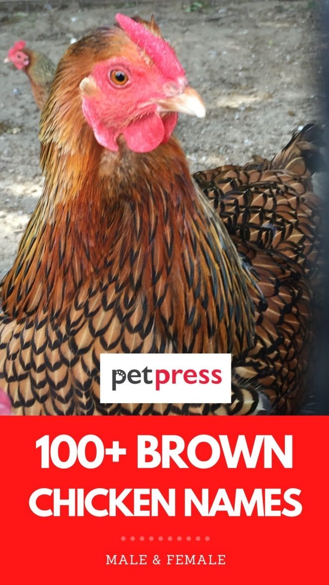 brown chicken names