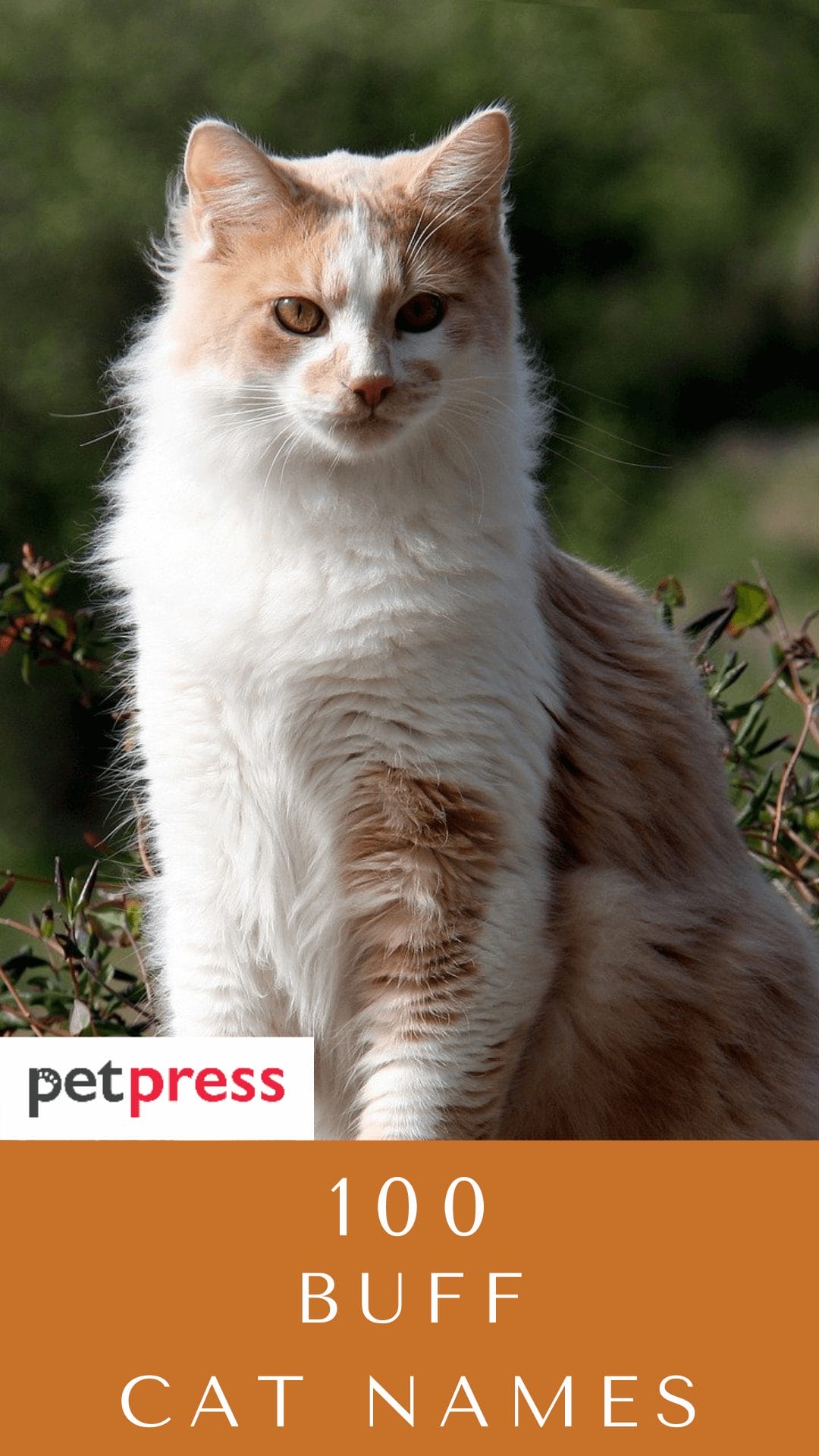 200+ Buff Cat Names For Both Male And Female Cute Kittens