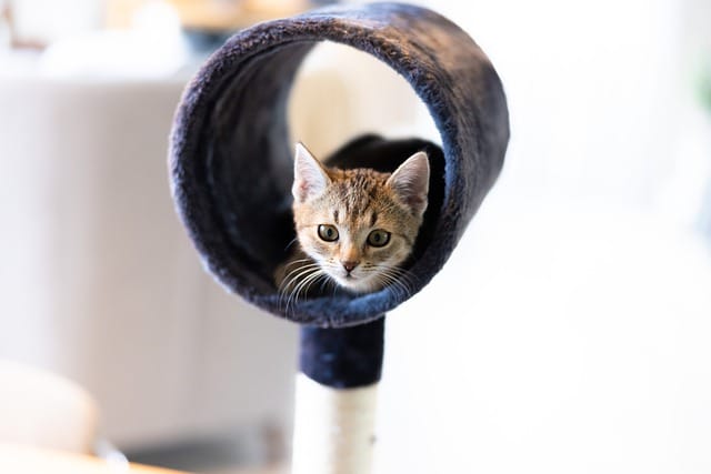 cat-tunnel