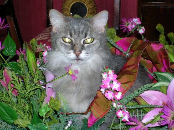 cat-wreath