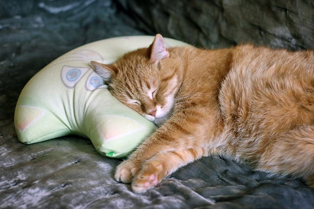 catnip-pillow