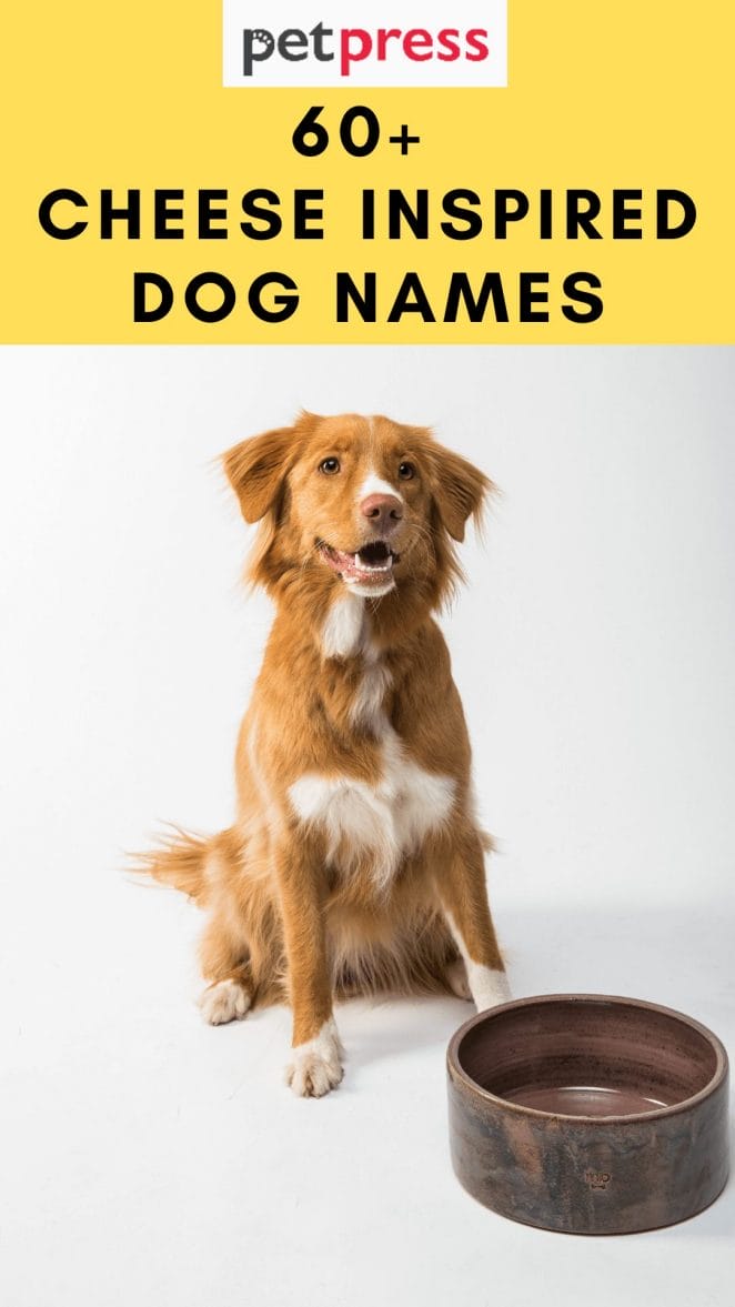 cheese-dog-names