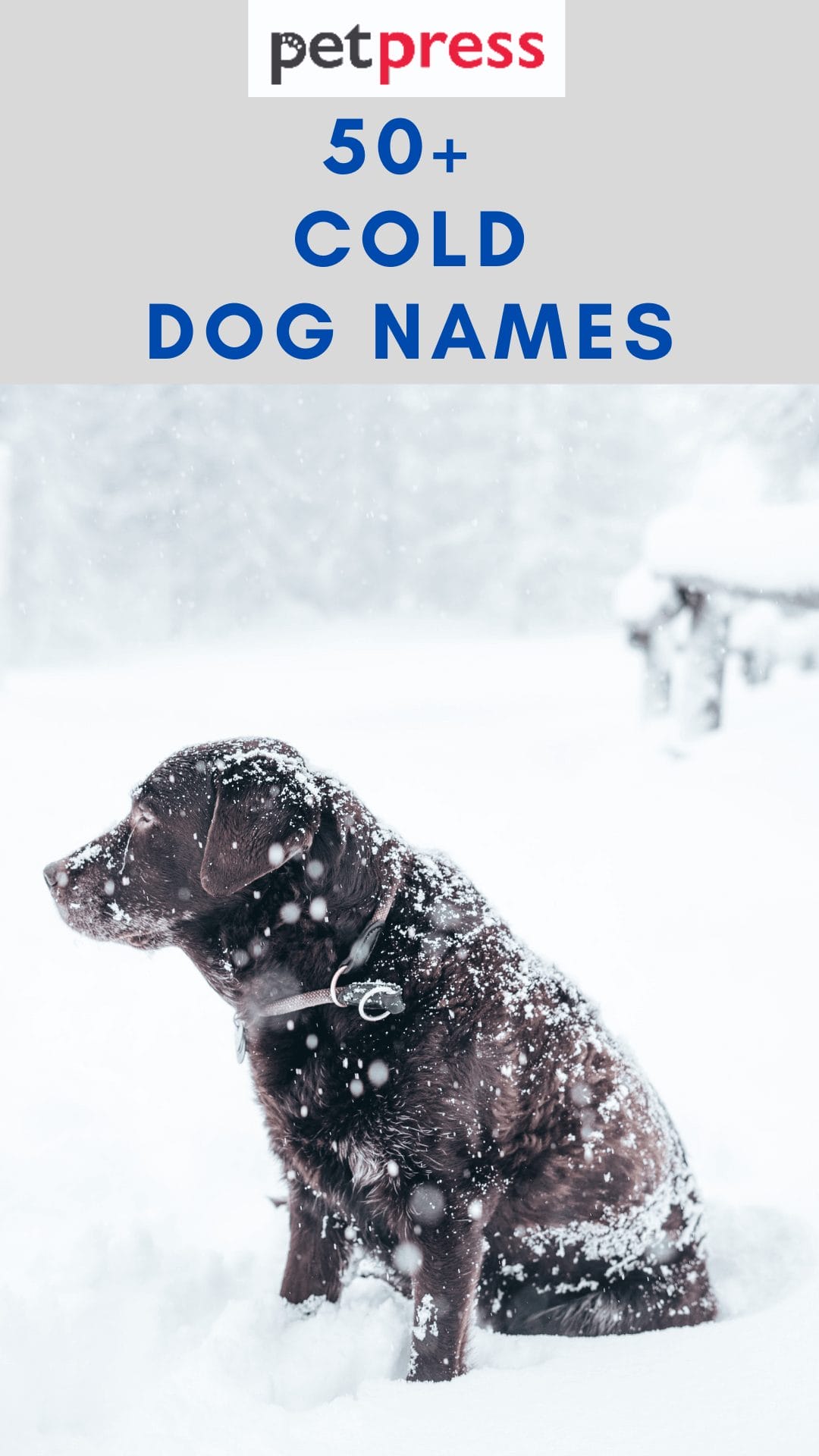 50+ Cold Dog Names For Your Adorable Furry Best Friends