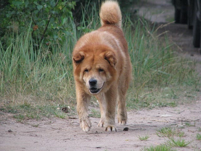 cool-ginger-dog-names