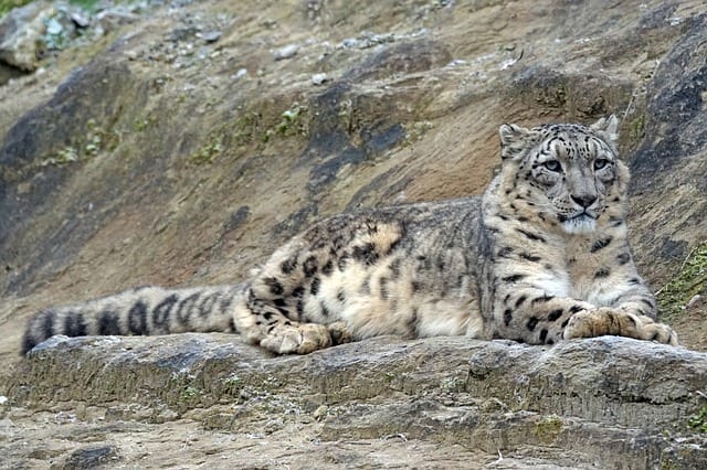 130+ Snow Leopard Names - Best Name Ideas For Exotic Snow Leopard